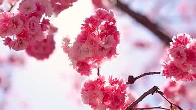 4k实拍春日风光盛开的樱花自然风光空镜头视频的预览图